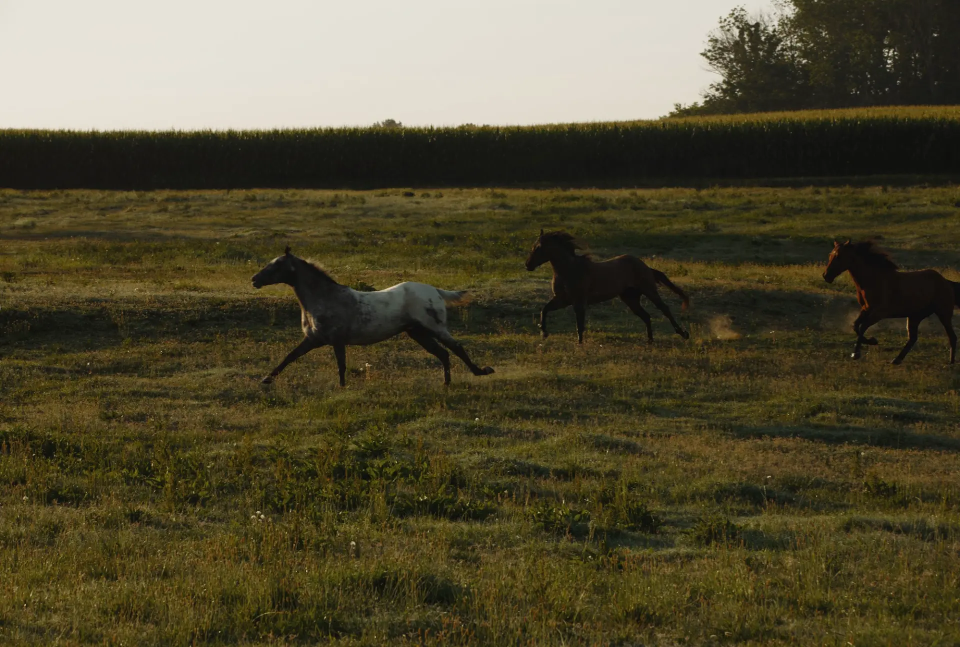 Three horses gallop across open grassland at golden hour, a tree line and cornfield behind them.
